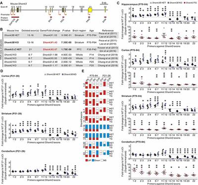 Unexpected Compensatory Increase in Shank3 Transcripts in Shank3 Knock-Out Mice Having Partial Deletions of Exons